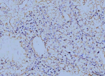 Anti-Annexin VI, clone 4C4