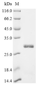 Trypsin-1 (PRSS1), human, recombinant