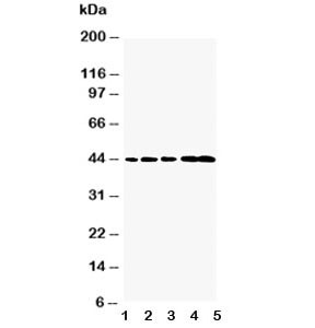 Anti-Caspase-1