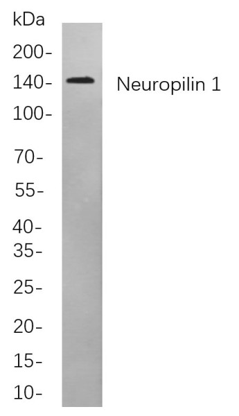 Anti-Recombinant Neuropilin 1, clone 9F5