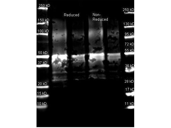 Anti-Protein A, Fluorescein conjugated