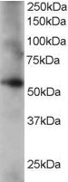 Anti-Coronin 3 / coronin 1C, C-terminal