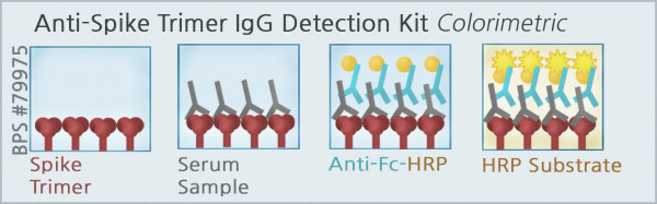 SARS-CoV-2 IgG Detection Kit (Colorimetric Trimer Anti-Spike IgG detection)