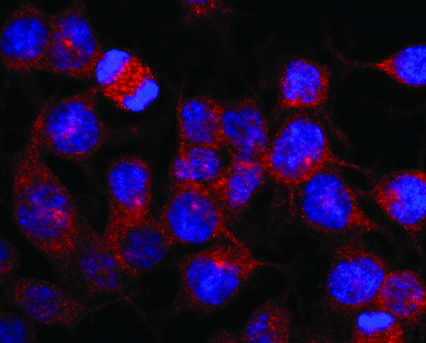 Anti-Kinesin, clone KN-03