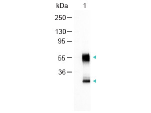 Anti-Mouse IgG (H&amp;L) [Goat] Alkaline Phosphatase conjugated