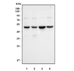 Anti-Cyclin E1 / CCNE1, clone 8B9C3