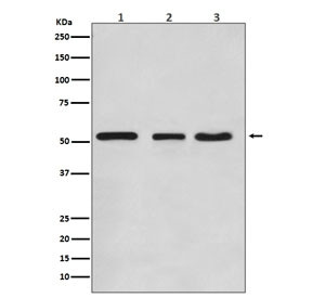 Anti-KLF4, clone AODA-11