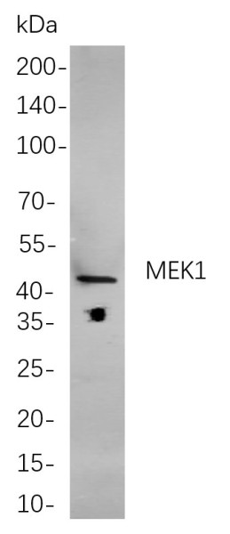Anti-Recombinant MEK1, clone 7A8