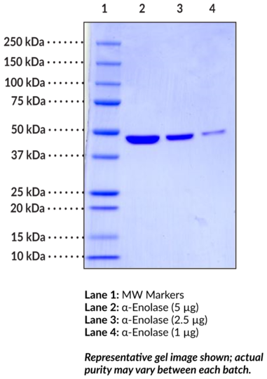 alpha-Enolase (human, recombinant)