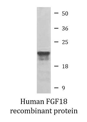Human FGF18 recombinant protein (Active)