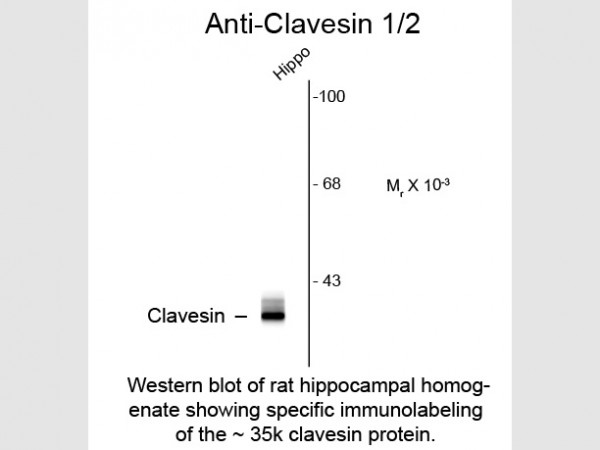 Anti-Clavesin
