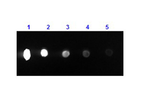 Anti-Mouse IgG (H&amp;L) [Rabbit] (Min X Human serum proteins) Phycoerythrin conjugated F(ab')2 fragment