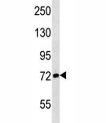 Anti-ATG7
