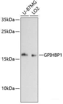 Anti-GPIHBP1