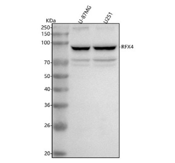 Anti-RFX4 / Regulatory factor X4