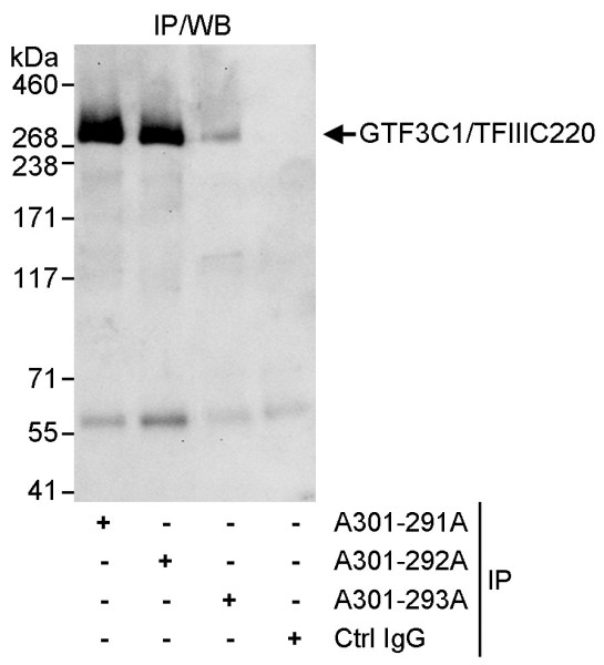 Anti-GTF3C1/TFIIIC220