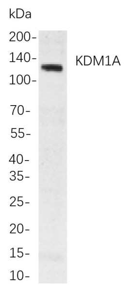 Anti-Recombinant KDM1A, clone 3P11