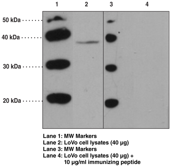 Anti-FFAR2 (GPR43) (Internal)