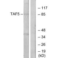 Anti-TAF5