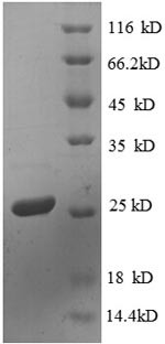30S ribosomal protein S4 (rpsD), Escherichia coli, recombinant