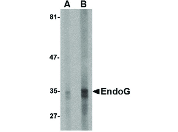 Anti-EndoG, clone [7G1G10]