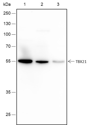 Anti-Recombinant TBX21, clone A373