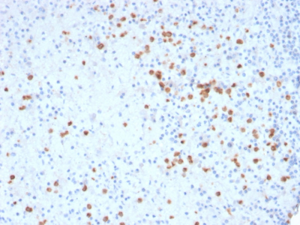 Anti-CD33 / SIGLEC3 (Myeloid Cell Surface Antigen), clone SIGLEC3/3600