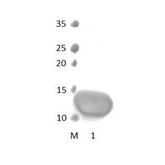 MPP3 PDZ Domain