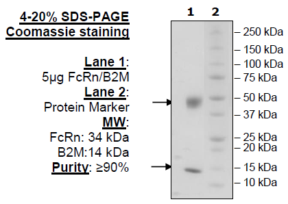 FcRn (FCGRT/B2M), His-Avi-Tag, Biotin-Labeled (Mouse)