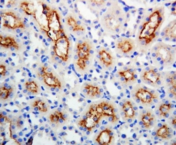 Anti-Connexin 32