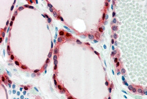 Anti-Frizzled 2, Internal