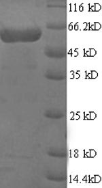 Multiple inositol polyphosphate phosphatase 1 (MINPP1), human, recombinant