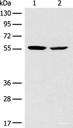Anti-CORO2B