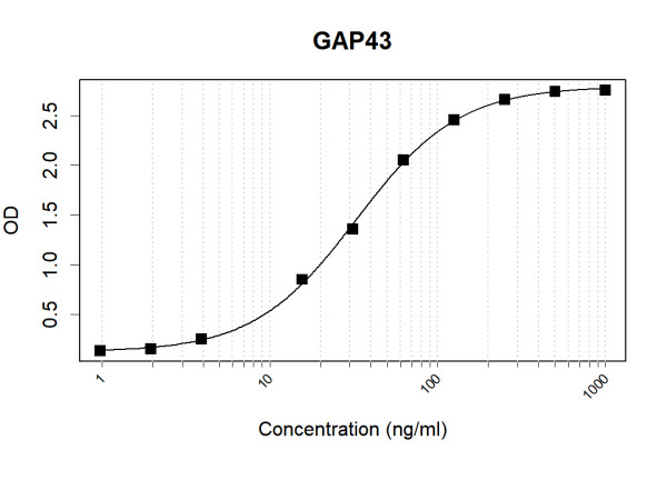 Anti-Human GAP43 Antibody Pair
