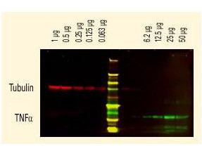 Anti-Goat IgG (H&amp;L) (DONKEY) Antibody DyLight 680 conjugated