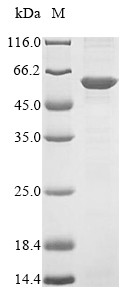 Flotillin-2 (FLOT2), human, recombinant