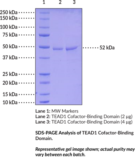 TEAD1 Cofactor-Binding Domain (human, recombinant)