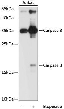 Anti-CASP3