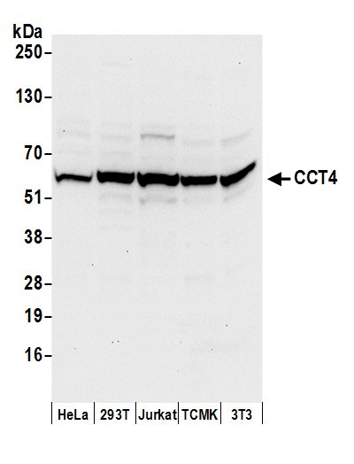 Anti-CCT4