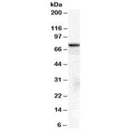 Anti-HSPA8