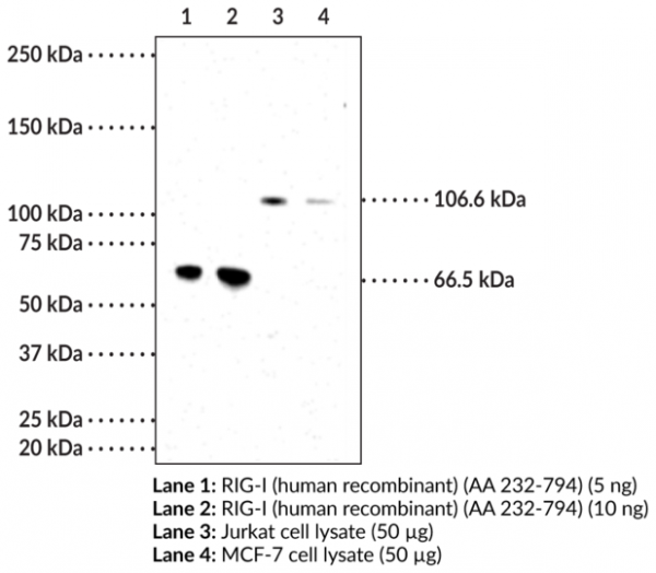 Anti-RIG-I (Clone 1E3)