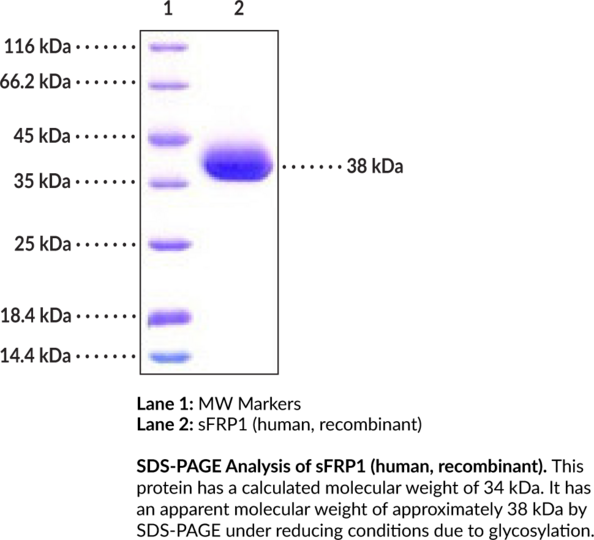 sFRP1 (human, recombinant)