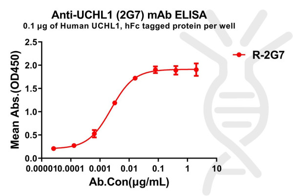 Anti-UCHL1 antibody(2G7), Rabbit mAb