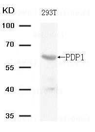 Anti-PDP1 (Ab-381)