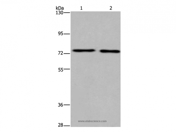 Anti-KCNQ4