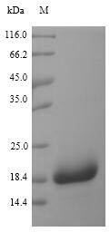 Chemotaxis inhibitory protein (chp), Staphylococcus aureus, recombinant
