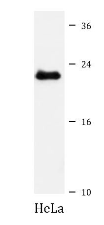 Anti-CYB5B