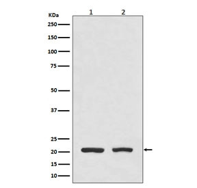 Anti-DHFR, clone ACBE-4