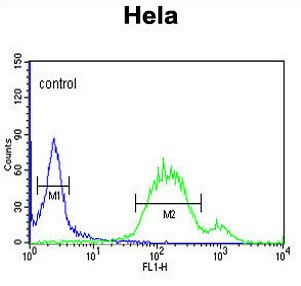 Anti-Wnt5a
