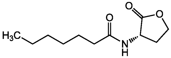 N-Heptanoyl-L-homoserine lactone